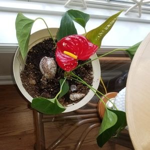 Meet your Posher, Donna